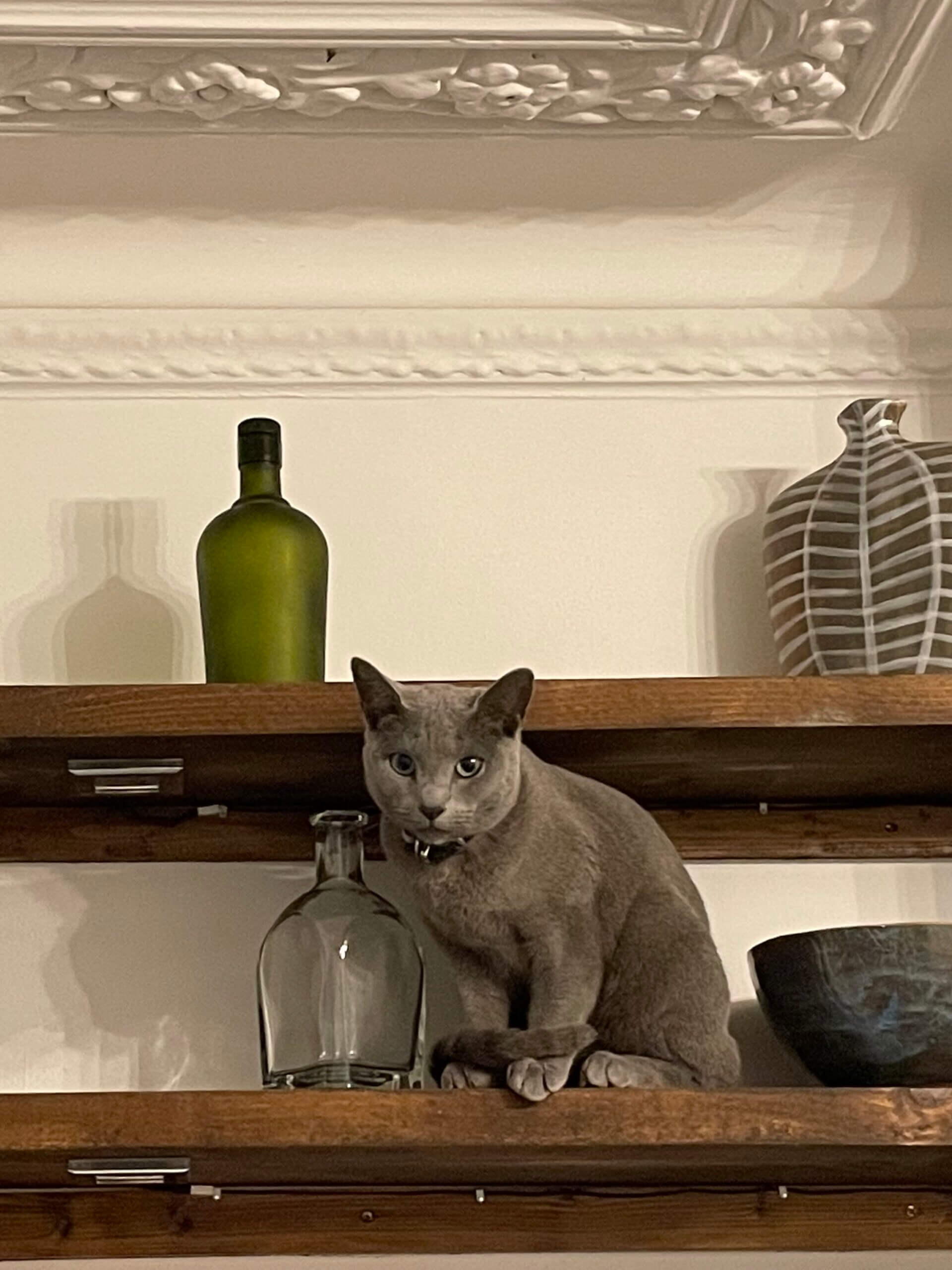 cat on a wooden shelf with vases